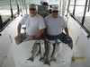 (09/08/2016) - Nice Striped Bass